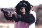 gun-wielding monkey